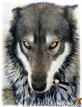 Wolf Dog